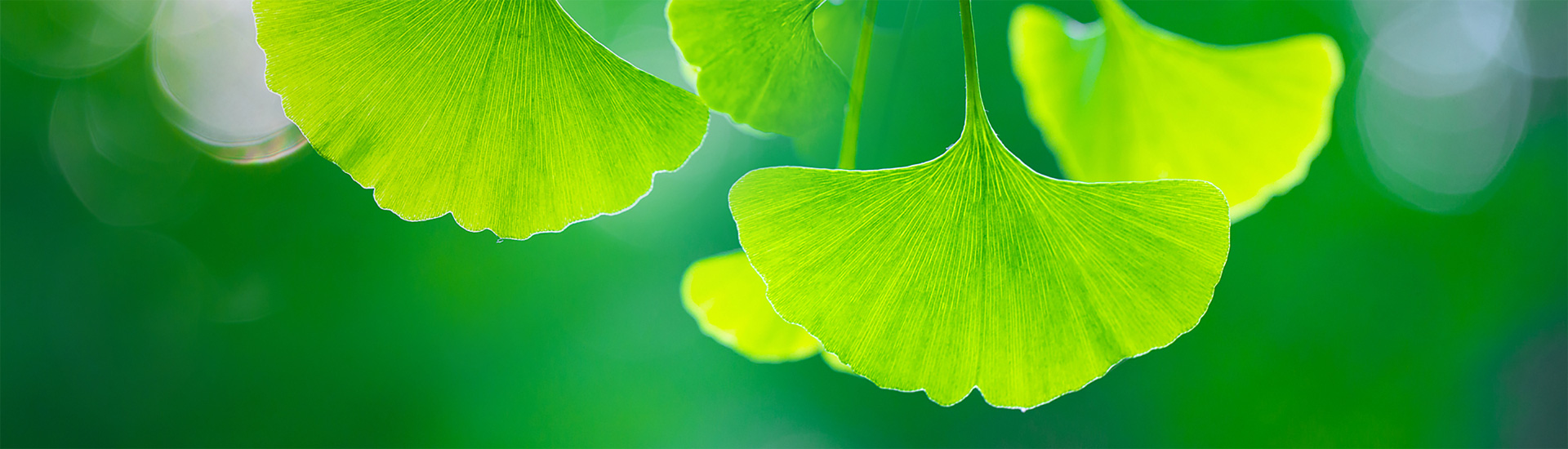 关于w66来利国际